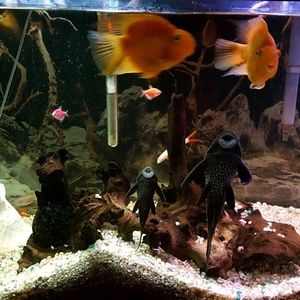 Meet your Posher, Shirlee